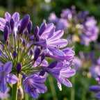 Schmucklilie 'Poppin Purple' - 1 Stück - LumiBlumi