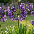 Schmucklilie 'Poppin Purple' - 1 Stück - LumiBlumi