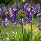 Schmucklilie 'Poppin Purple' - 1 Stück - LumiBlumi