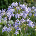 Schmucklilie 'Silberpfeil' - 10 Stück - LumiBlumi