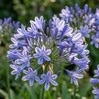 Schmucklilie 'Sunfield' - 10 Stück - LumiBlumi