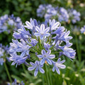 Schmucklilie 'Sunfield' - 10 Stück - LumiBlumi