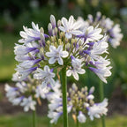 Schmucklilie 'Twister' - 1 Stück - LumiBlumi