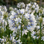 Schmucklilie 'Twister' - 1 Stück - LumiBlumi