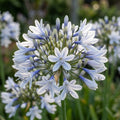 Schmucklilie 'Twister' - 1 Stück - LumiBlumi