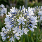 Schmucklilie 'Twister' - 1 Stück - LumiBlumi