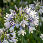 Schmucklilie 'Twister' - 1 Stück - LumiBlumi