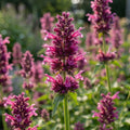 Agastache 'Danish Delight' - 3 Stück - LumiBlumi