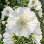 Alcea 'White Spring Celebrities Rosea' - Stockrose