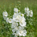 Stockrose 'Weiss' - 10 Stück