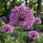 Zierlauch 'Purple Sensation' - 20 Stück