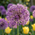 Zierlauch 'Purple Sensation' - 20 Stück