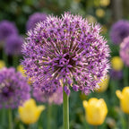 Zierlauch 'Purple Sensation' - 20 Stück