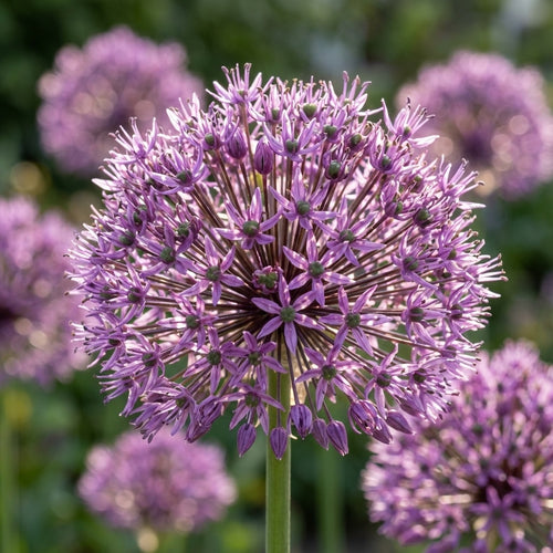 Zierlauch 'Goliath Giganteum' - 10 Stück - LumiBlumi