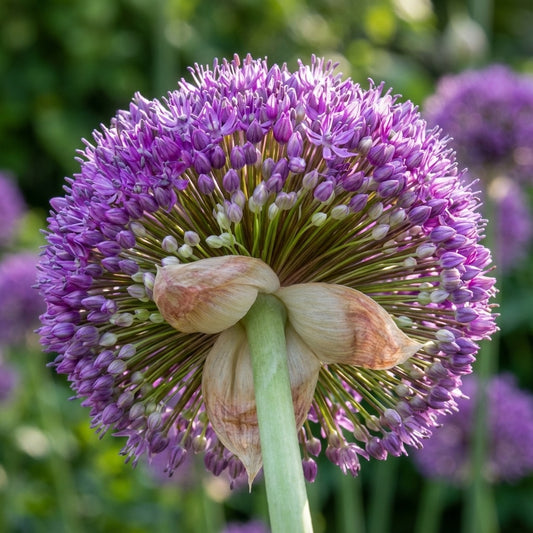 Zierlauch 'Ambassador' - 4 Stück