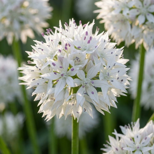 Zierlauch 'Graceful Beauty' - 10 Stück - LumiBlumi