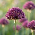 Zierlauch 'Atropurpureum' - 45 Stück