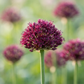 Zierlauch 'Atropurpureum' - 45 Stück