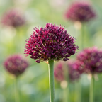Zierlauch 'Atropurpureum' - 45 Stück