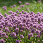 Allium 'Avatar' - Lauch, Zierlauch