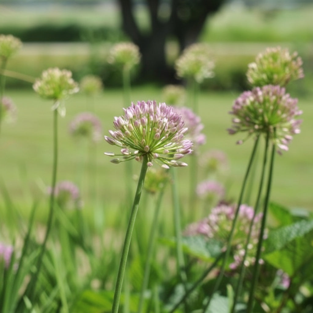 Allium 'Avatar' - Lauch, Zierlauch