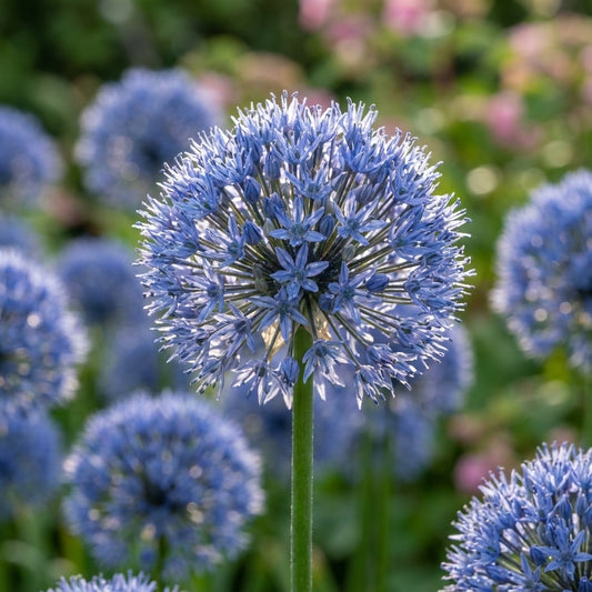 Zierlauch 'Caeruleum Azureum' - 75 Stück