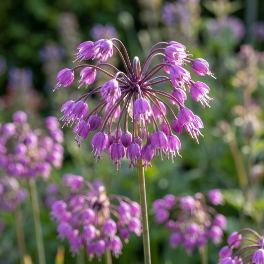 Allium 'Cernuum' - Zierlauch