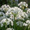 Zierlauch 'Cowanii' - 100 Stück - LumiBlumi