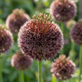 Zierlauch 'Forelock' - 9 Stück