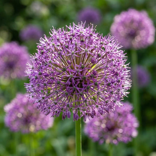 Zierlauch 'Goliath Giganteum' - 10 Stück - LumiBlumi