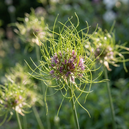 Zierlauch 'Hair' - 15 Stück