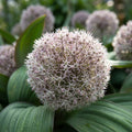 Allium 'Karataviense' - Zierlauch