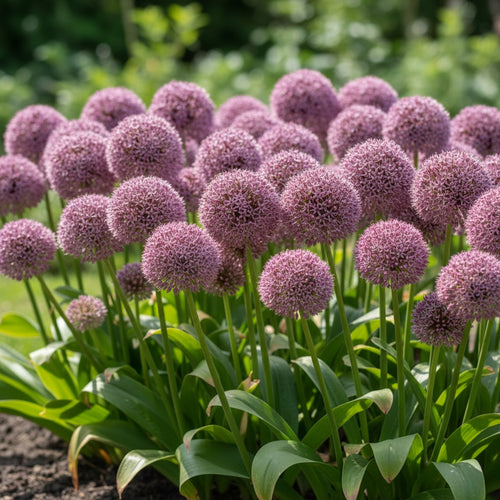 Zierlauch 'Lucky Balloons' - 10 Stück - LumiBlumi