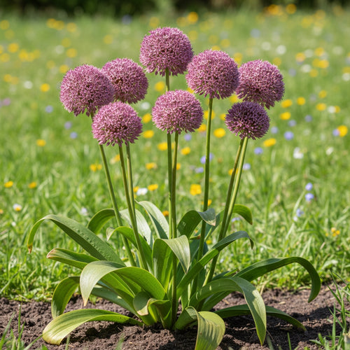 Zierlauch 'Lucky Balloons' - 10 Stück - LumiBlumi