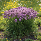 Zierlauch 'Millenium' - 2 Stück - LumiBlumi