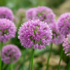 Zierlauch 'Millenium' - 2 Stück - LumiBlumi