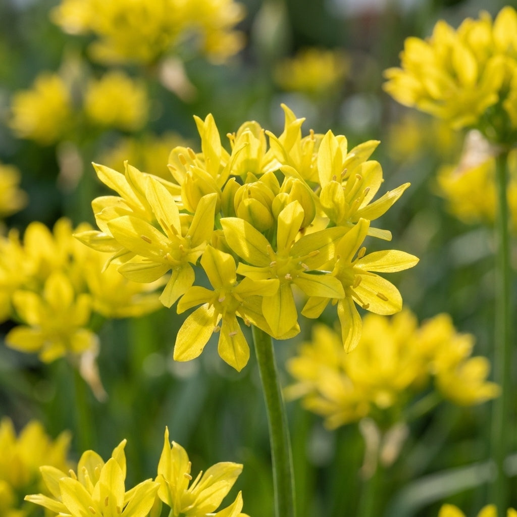 Zierlauch 'Moly Luteum' - 100 Stück