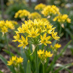 Zierlauch 'Moly Luteum' - 100 Stück