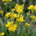 Zierlauch 'Moly Luteum' - 100 Stück