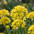 Allium 'Moly Jeannine' - Zierlauch - LumiBlumi