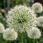 Rittersterne 'Mont Blanc' - 3 Stück - LumiBlumi