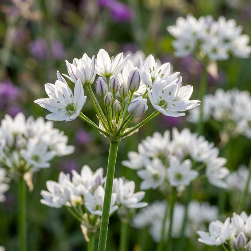 Zierlauch 'Neapolitanum' - 100 Stück
