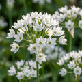 Zierlauch 'Neapolitanum' - 100 Stück