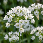 Zierlauch 'Neapolitanum' - 100 Stück