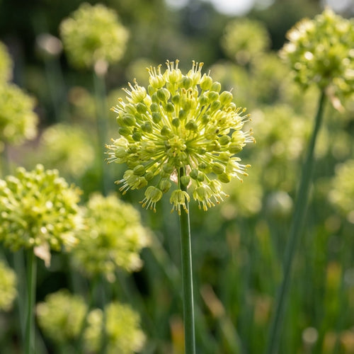 Zierlauch 'Obliquum' - 4 Stück - LumiBlumi