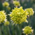 Zierlauch 'Obliquum' - 4 Stück - LumiBlumi