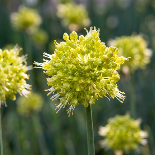 Zierlauch 'Obliquum' - 4 Stück - LumiBlumi