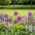 Zierlauch 'Purple Rain' - 25 Stück
