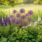 Zierlauch 'Purple Rain' - 25 Stück