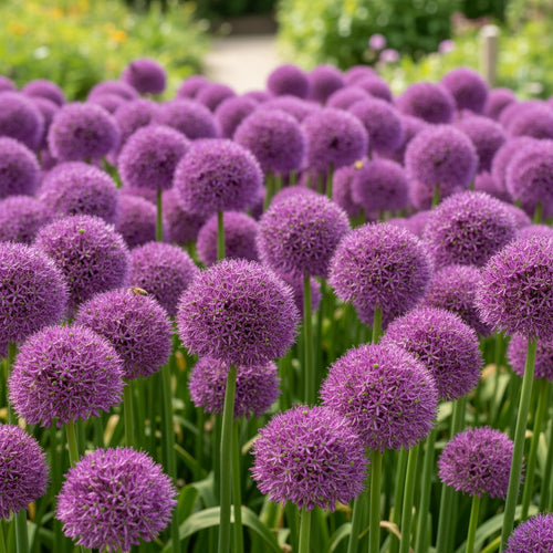 Allium 'Purple Suze' - Zierlauch - LumiBlumi
